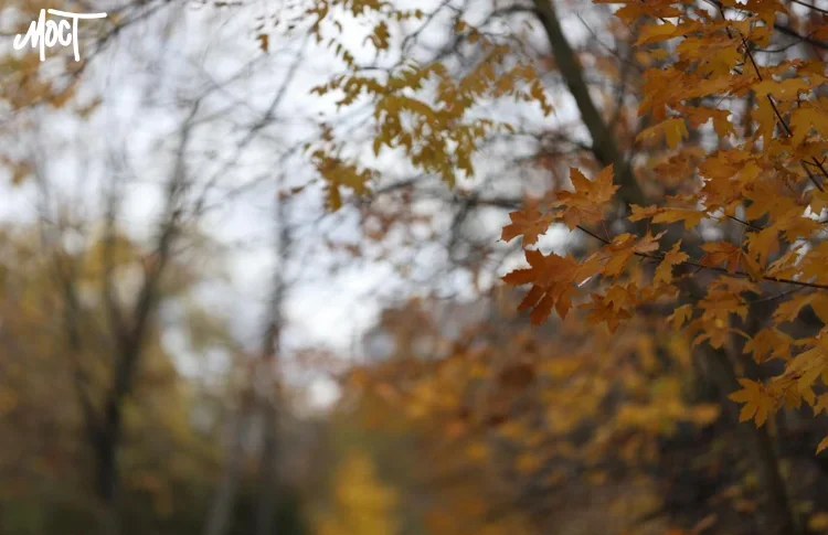 На Херсонщині державі повернули 11 гектарів лісового фонду вартістю 15 …