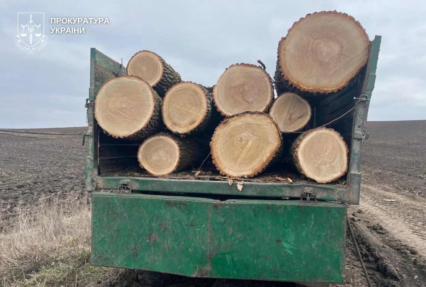 На Хмельниччині майстра лісу ув’язнили за спробу привласнити деревину на …