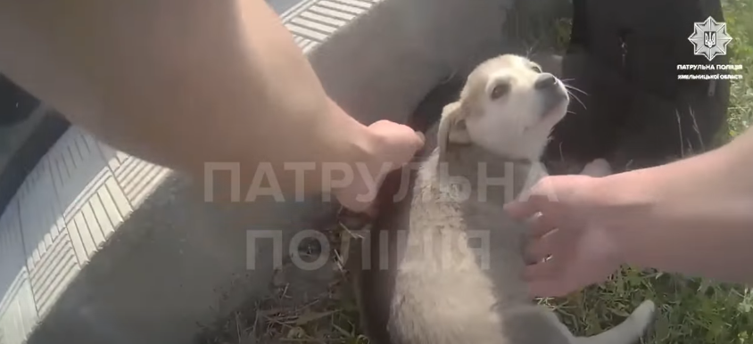 На Хмельниччині патрульні врятували п’ятьох цуценят, яких залишили напризволяще на …
