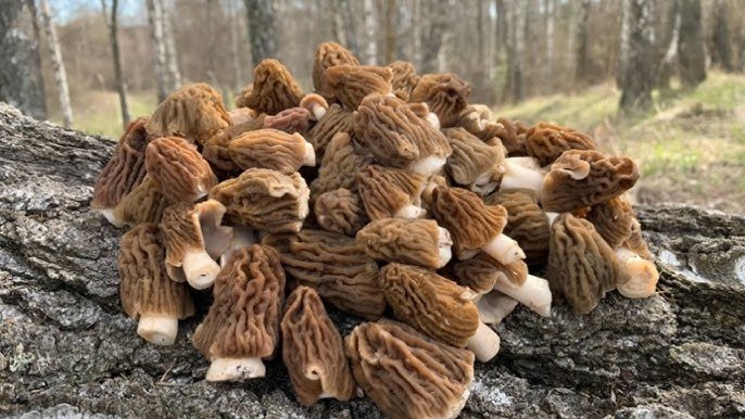 На Черкащині жінка отруїлась грибами зі стихійного ринку