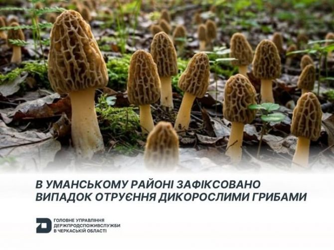 На Черкащині жінка отруїлась дикорослими грибами