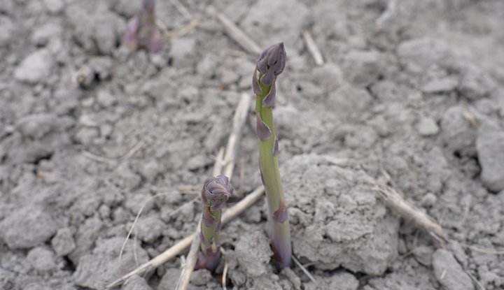 На Черкащині через весняні заморозки постраждали посіви спаржі