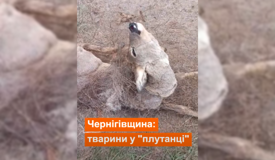 На Чернігівщині козуля заплуталась у прикордонних дротах: тварину врятували єгері …