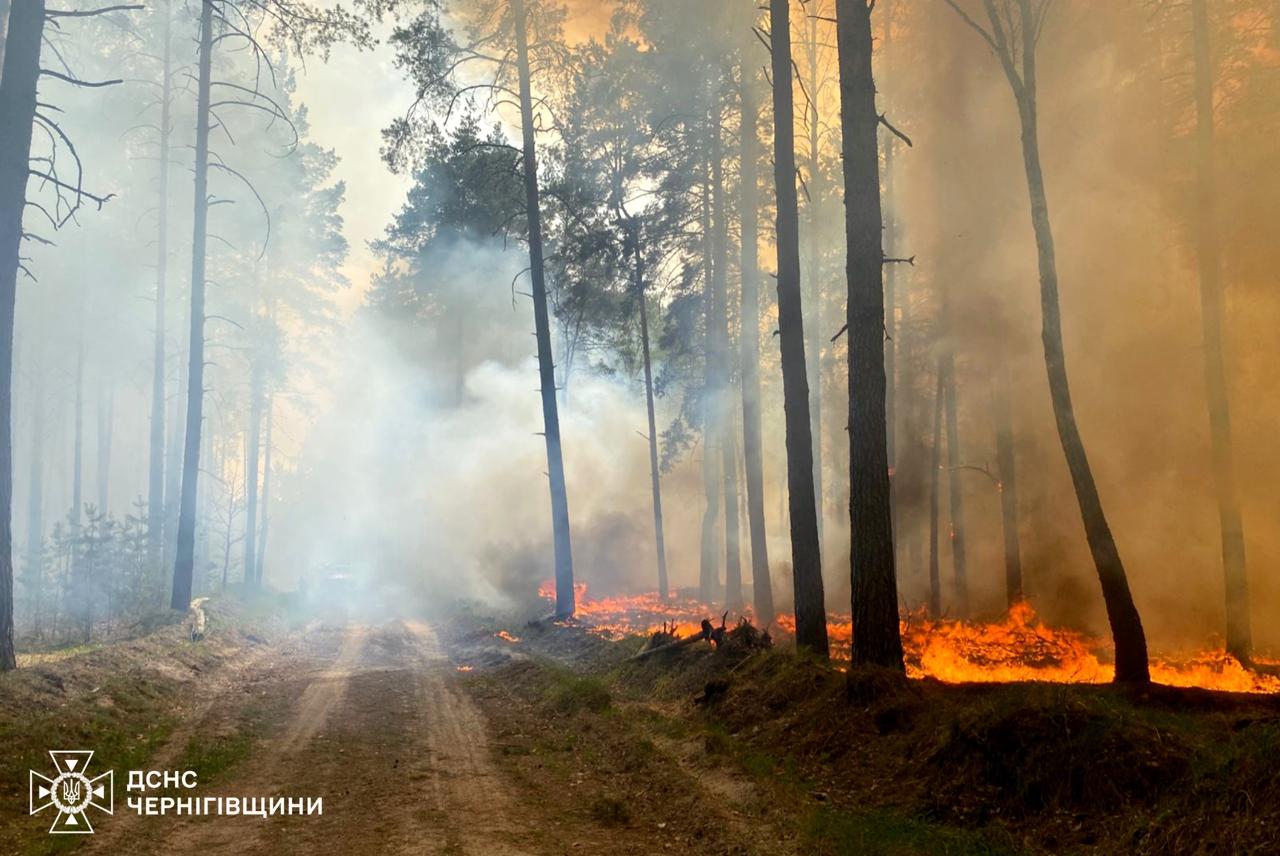 На Чернігівщині локалізували пожежу лісового масиву (ФОТО)