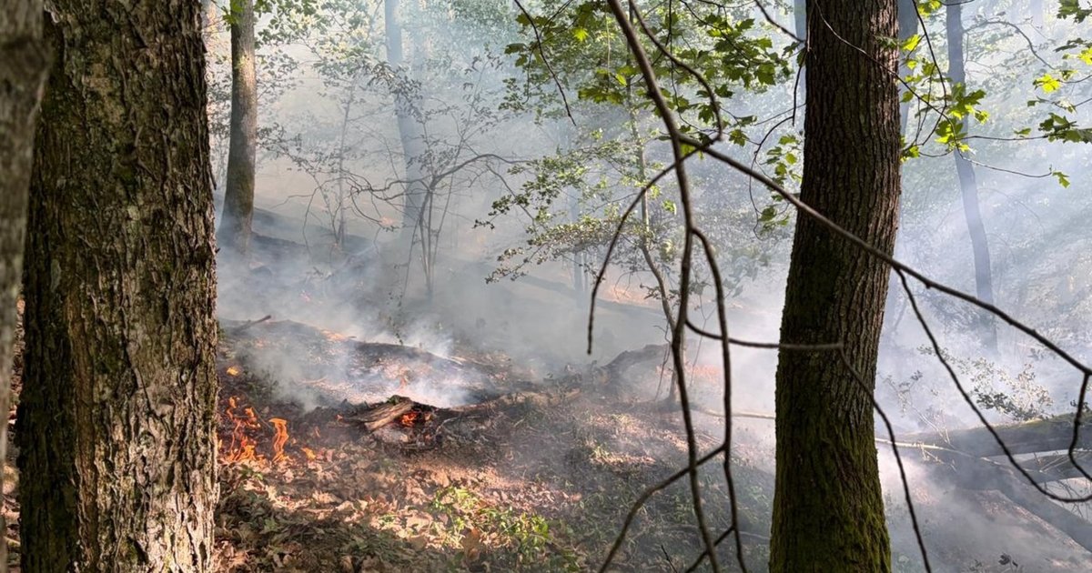 На Чорній Горі у Виноградові сталася масштабна лісова пожежа (ФОТО)