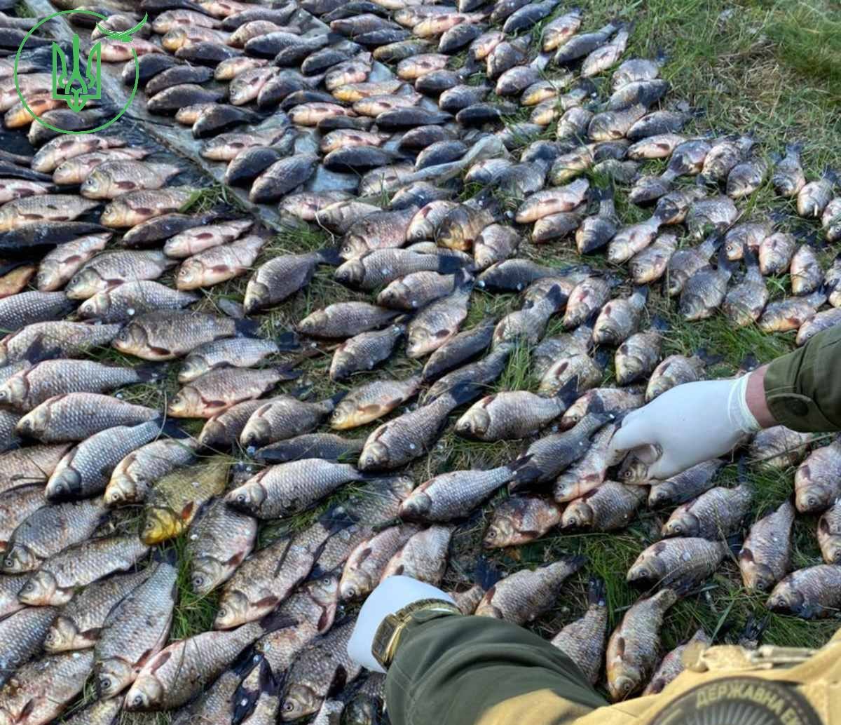 На болотах Черкащини незаконно виловили більш ніж пів тисячі карасів