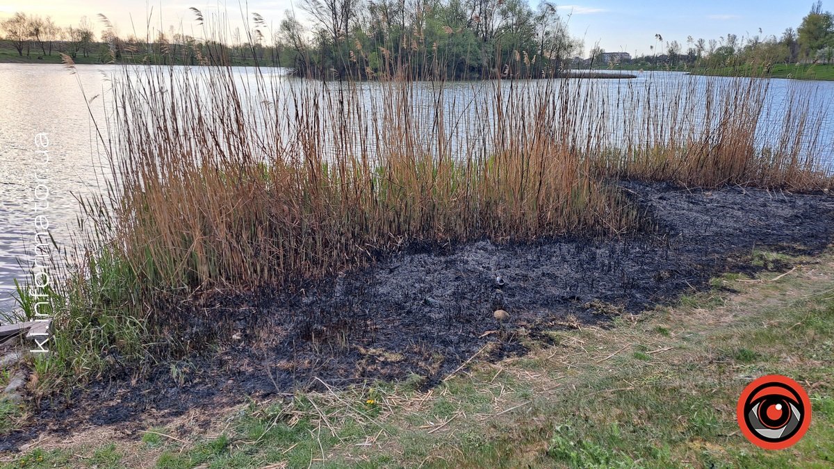 На озері в Коломиї невідомі підпалили очерет: чим це загрожує