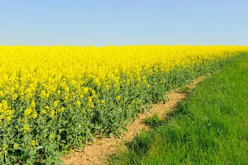 На посівах озимого ріпаку зростає активність шкідників і поширення хвороб