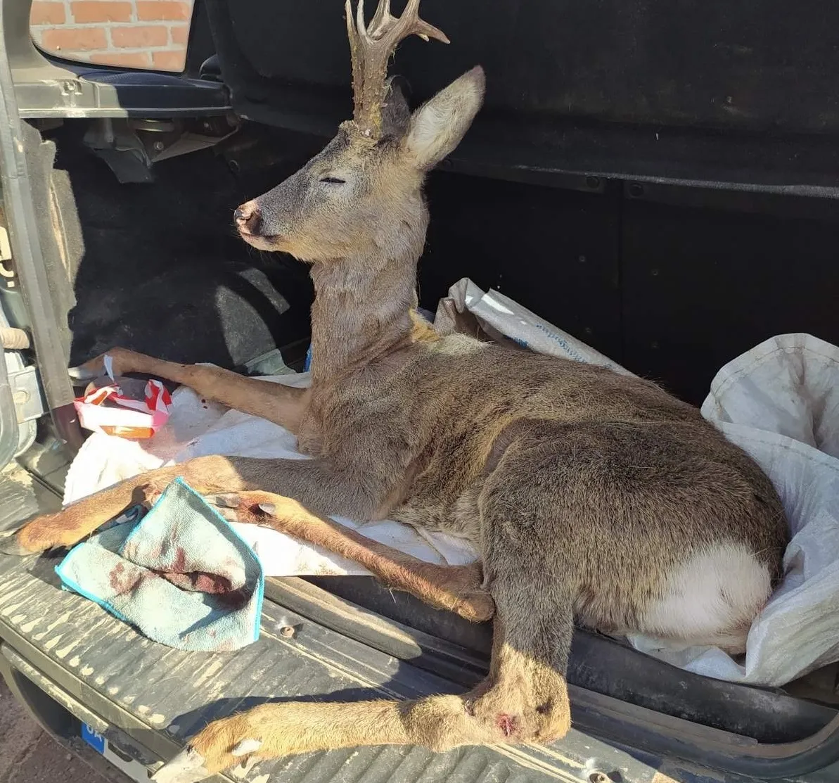 На трасі поблизу Лубен збили козулю