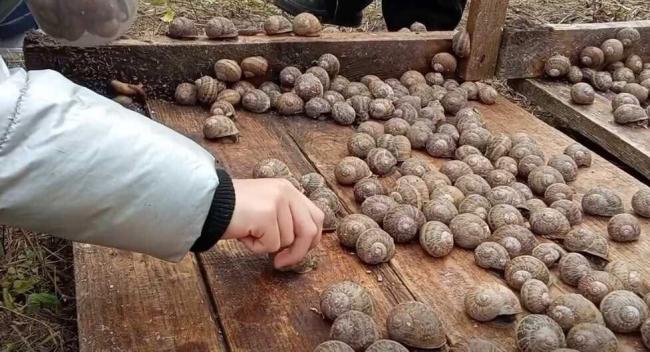 На учнівській равликовій фермі в Рівному стартував новий сезон