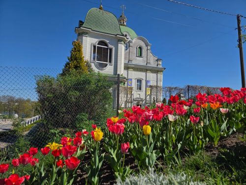 На шкільному подвір'ї у Зборові розквітли тюльпани, привезені з Нідерландів …