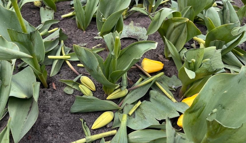 Невідомі знищили клумби з тюльпанами у двох районах Києва: фото