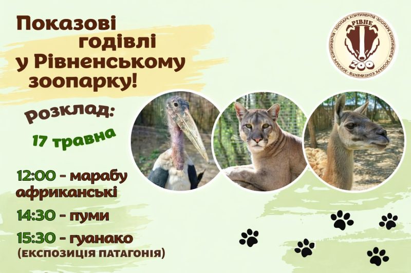 Неділя в зоопарку: рівнян кличуть подивитися на обід пуми, марабу …