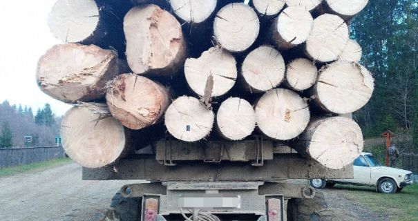 Незаконна рубка у заказнику на Буковині: посадовець лісництва отримав підозру