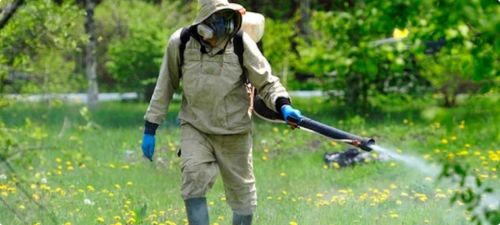 Не відвідувати парки: у Теребовлі планують знищувати кліщів (фото)