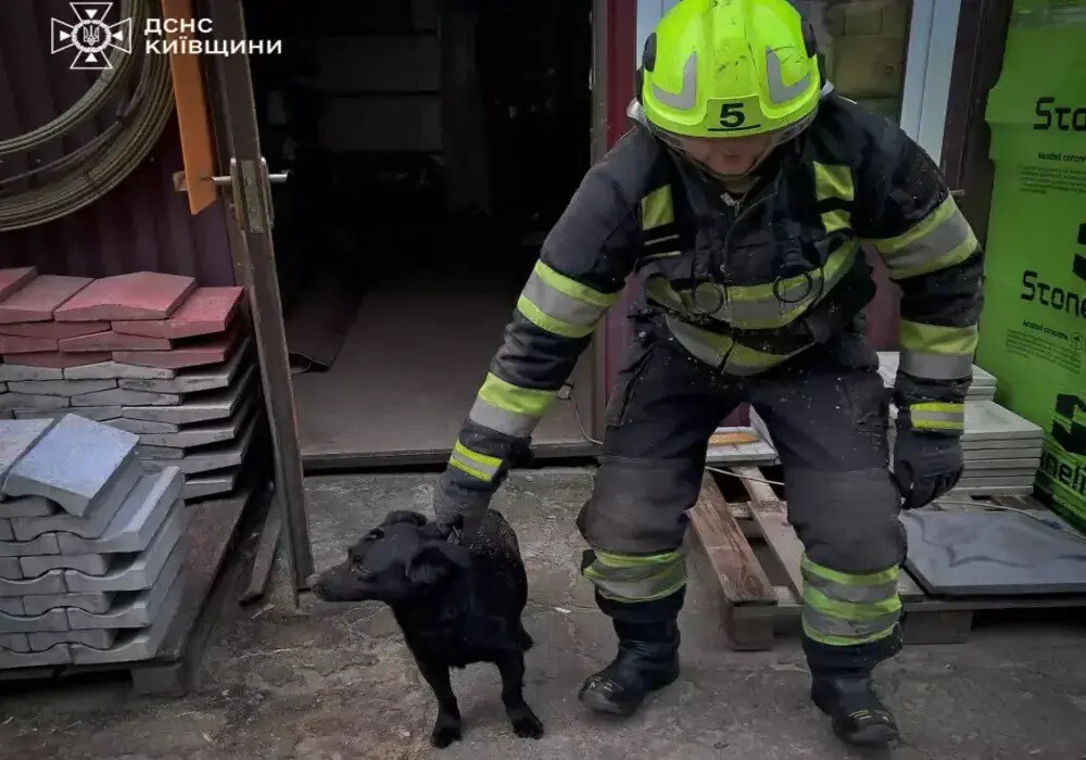 Не змогла вибратися самостійно: в Узині рятувальники врятували собаку з …