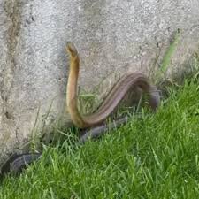 Не кликайте біду на подвір'я: 5 речей, які притягують змій …
