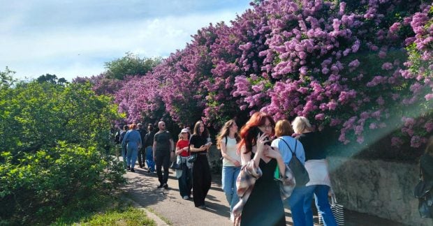 Не проштовхнутися: у київському ботсаду ажіотаж через цвітіння бузку
