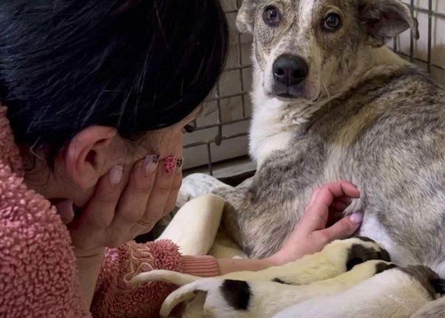 На Харківщині діти знайшли цуценят у мішку (відео)