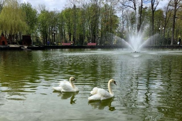 На озеро у Центральному парку повернули лебедів (фото)