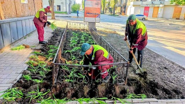 У харківських дворах висаджують багаторічні рослини (фото)