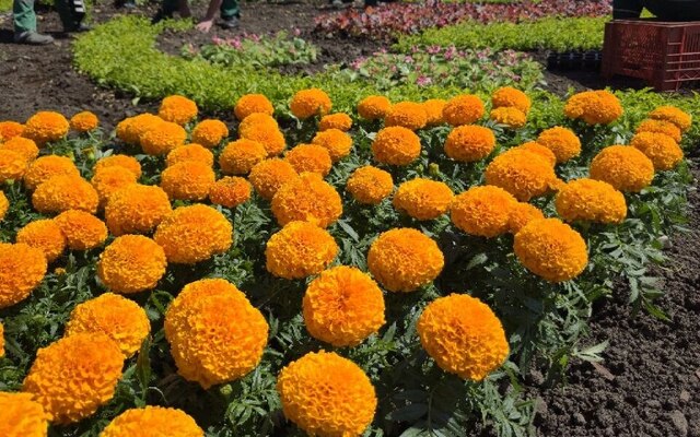 У центрі Харкова роблять клумбу з орнаментом: висадять 12 тисяч …