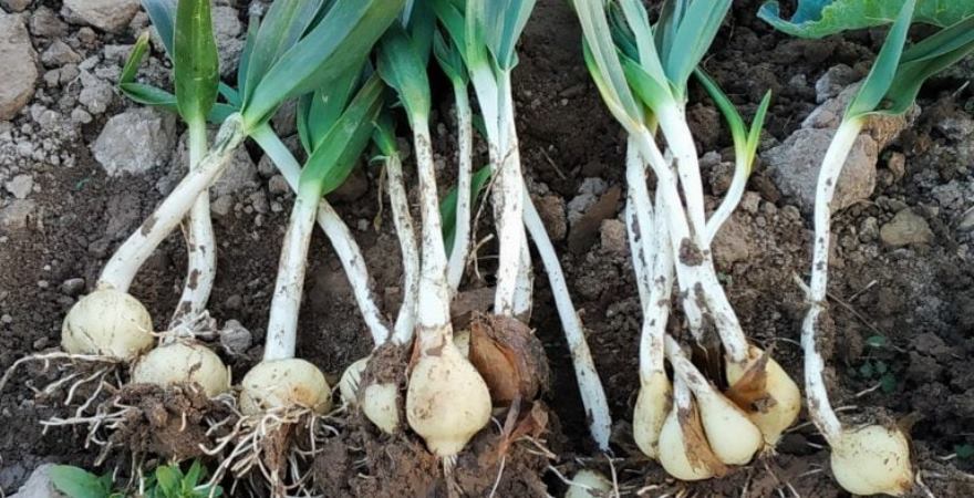 Рокамболь може стати новим трендом серед нішевих овочевих культур