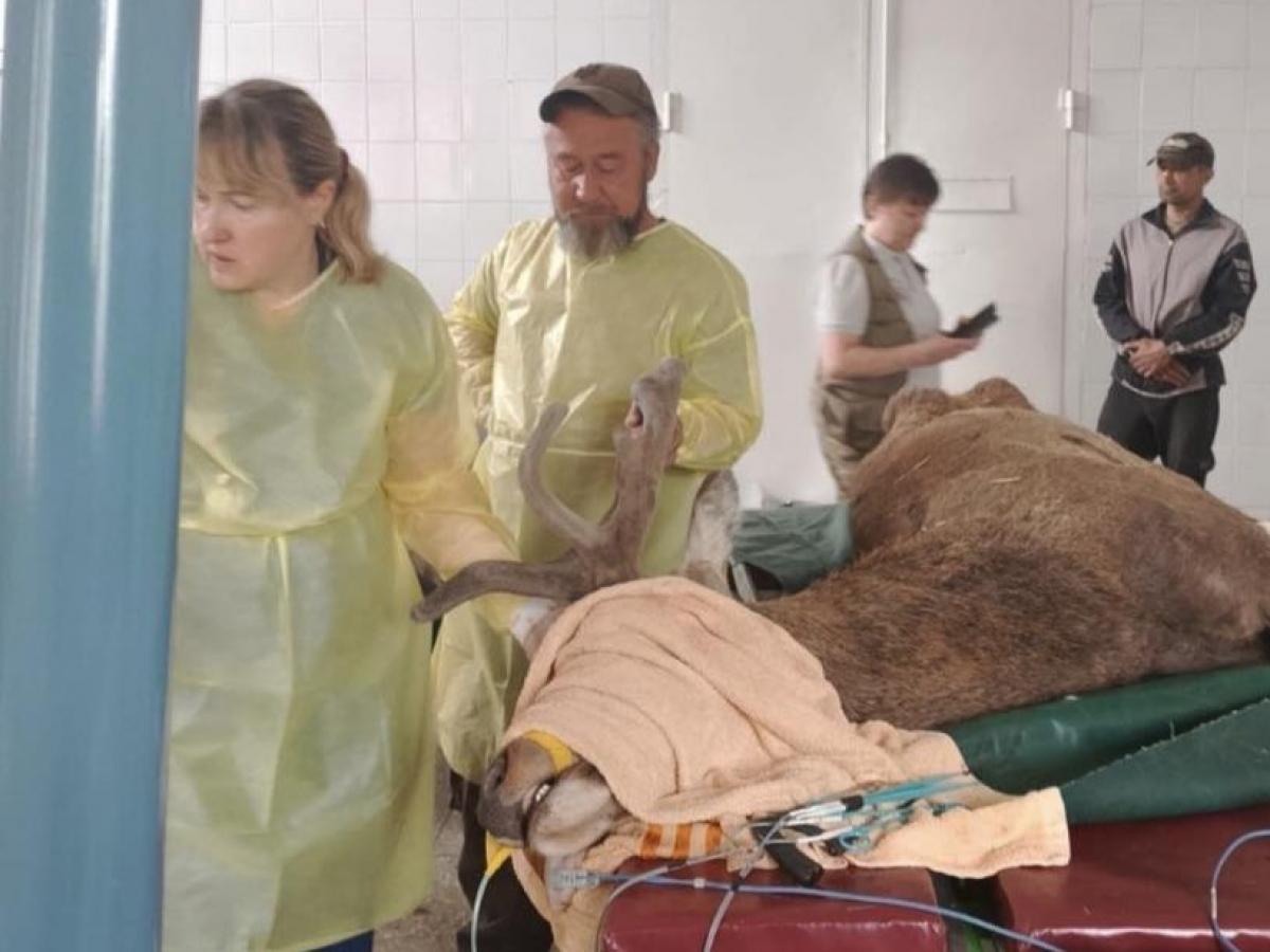 Оленю Борису після ДТП терміново видалили ріг: тварина пережила складну …