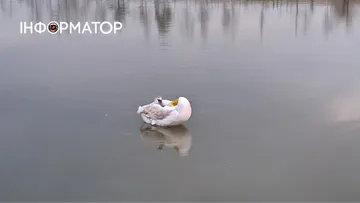 Операція “Лебідь”: чому птаха не вдалося впіймати на Шевченківському озері …