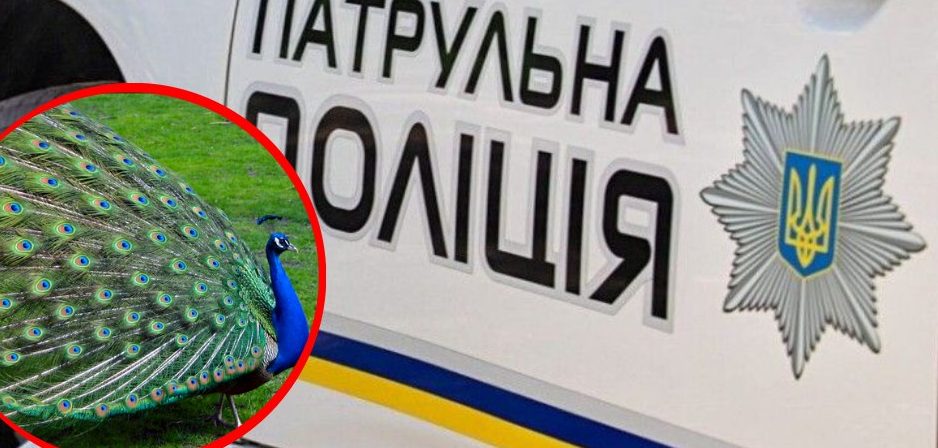Павич на повідку: у центрі Києва поліція врятувала птаха
