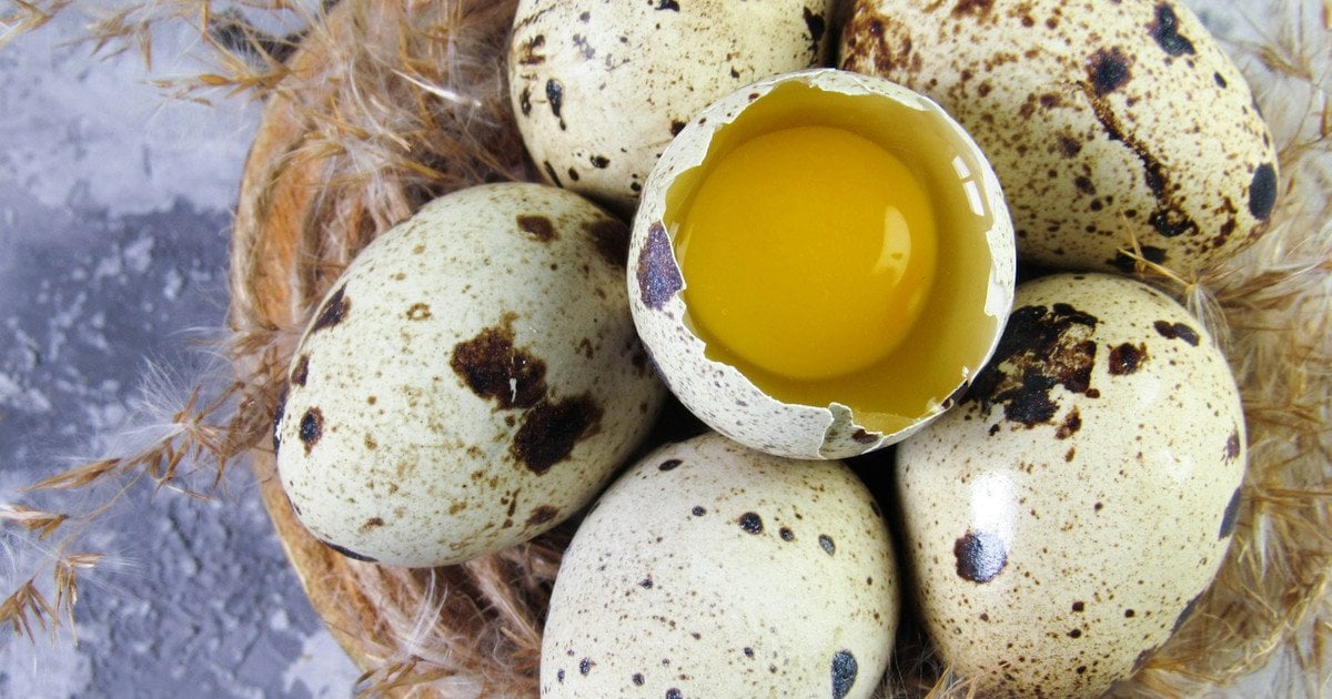 Перепелині яйця — чим корисні, скільки калорій містять і чим …