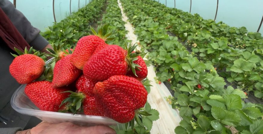 Переселенка з Херсонщини розвиває ягідний бізнес на Хмельниччині