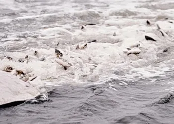 Печенізьке водосховище в Харківській області зарибили білим товстолобом