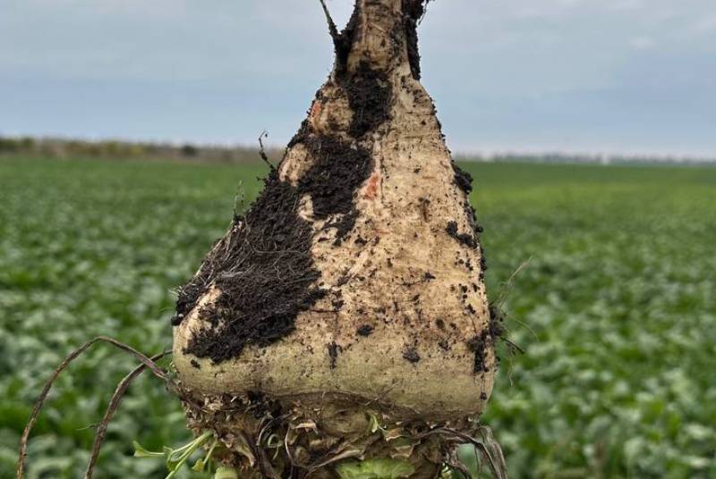 В Україні доведеться пересіяти тисячі гектарів цукрового буряку: площі можуть …