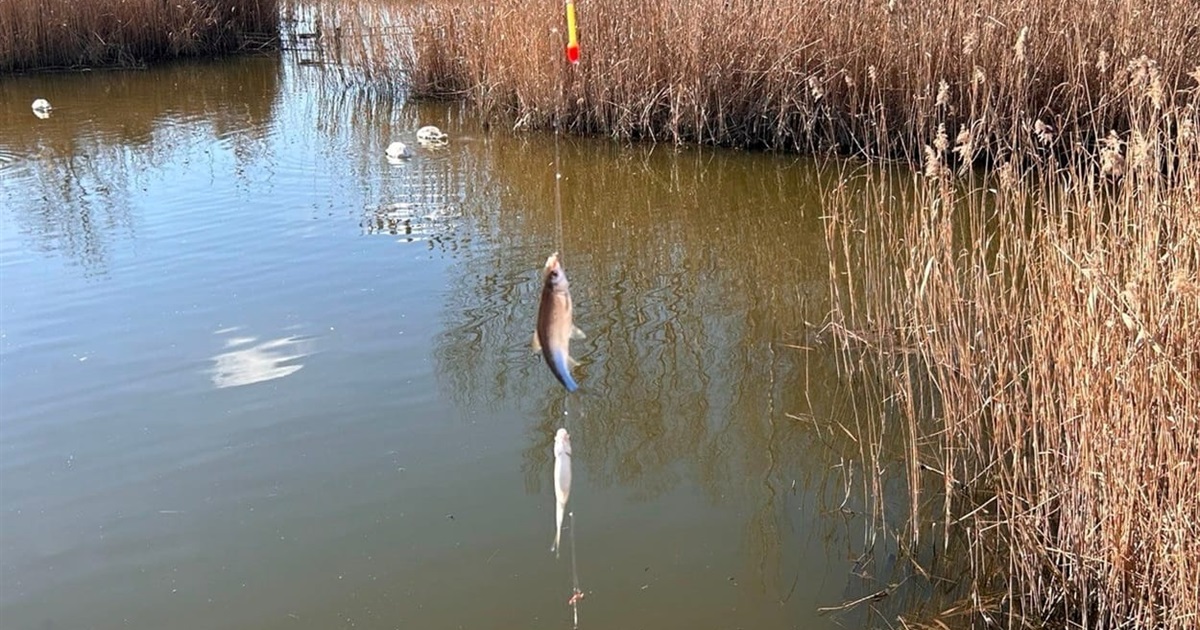 Плати за світло, державна підтримка, переселенці та оновлені правила в …