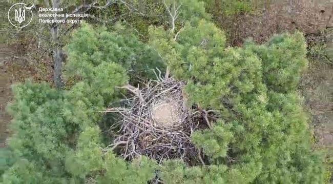 Поблизу гнізда червонокнижного орлана на Рівненщині триває рубка лісу