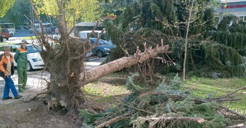 Повалені дерева та зламані гілки: комунальники кілька днів розчищають Рівне …
