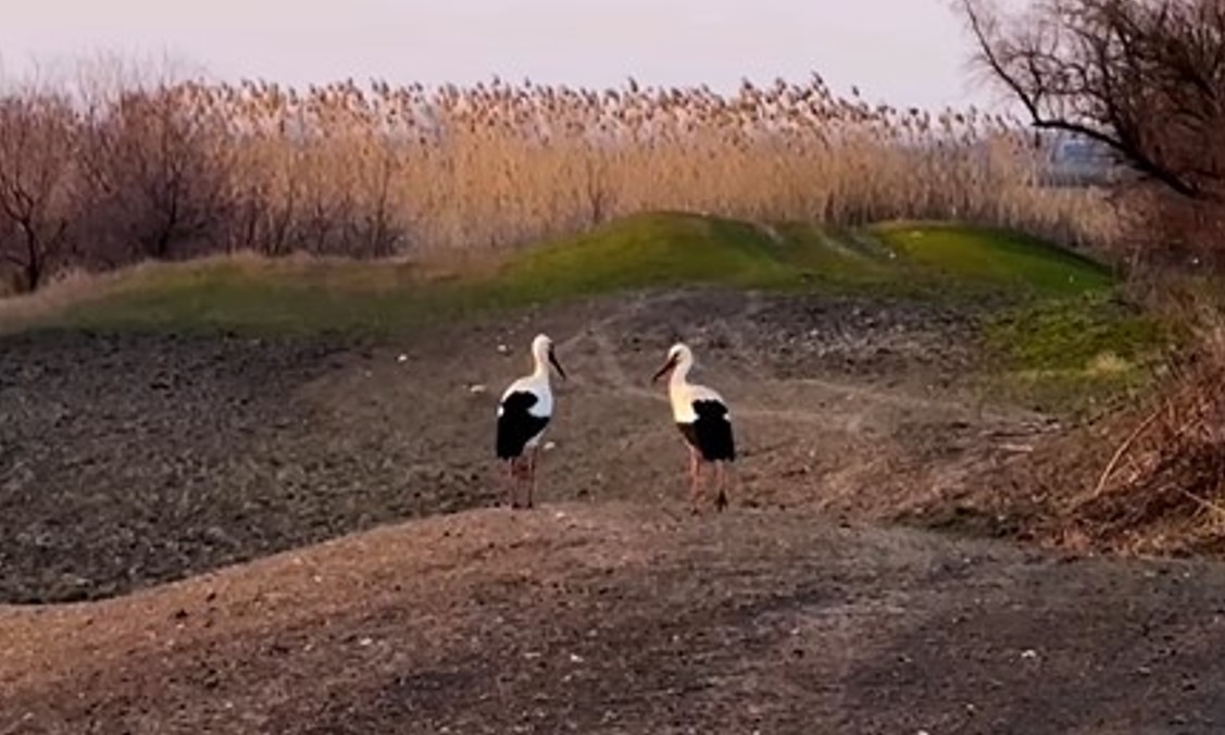 Повертаються із запізненням та не всі поспішають утворювати пару: трохи …