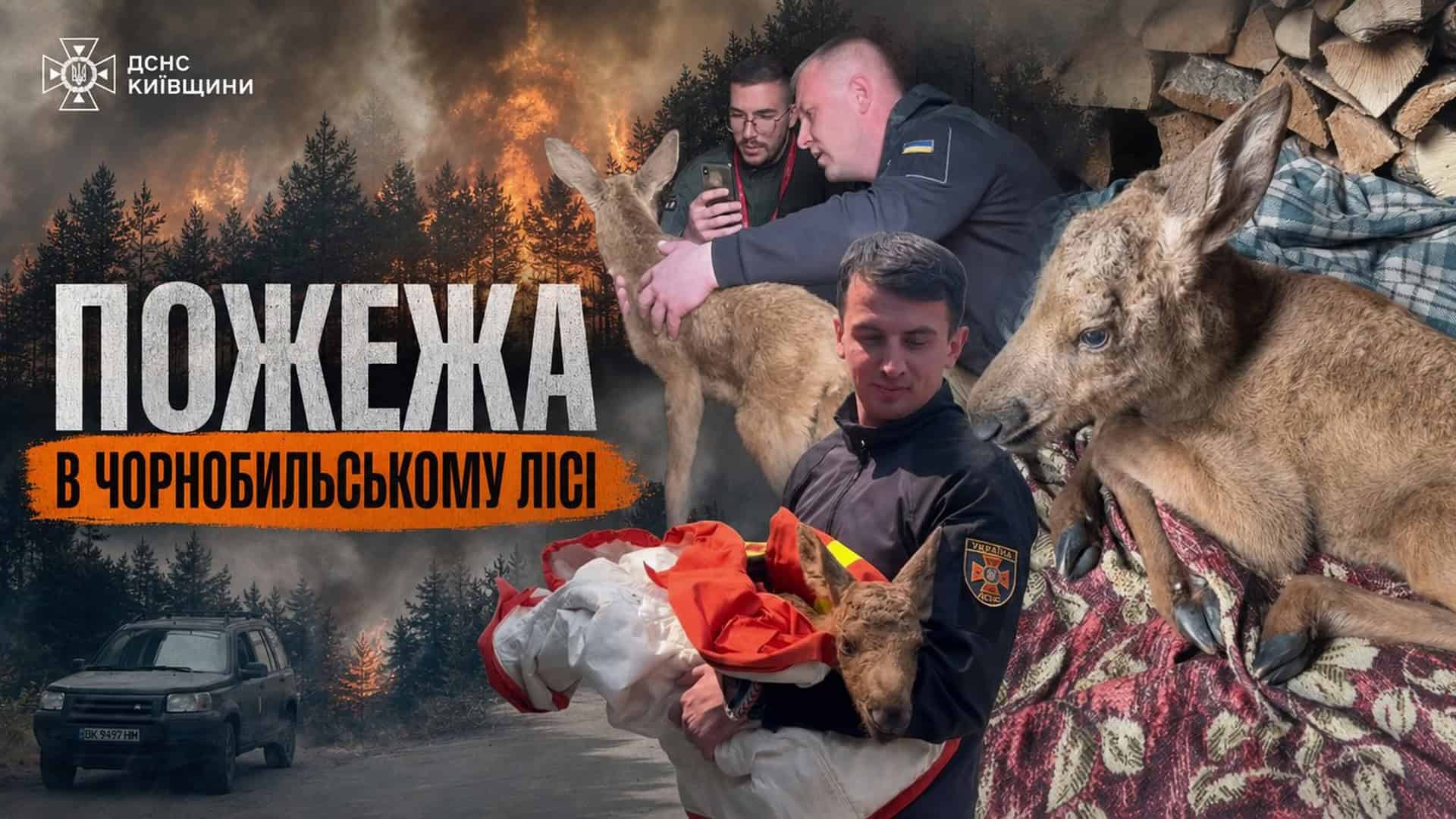 Пожежа в Чорнобильському лісі: рятувальники врятували лосеня