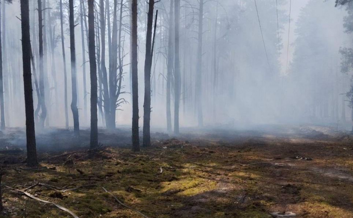 Пожежу в Чорнобильському заповіднику локалізували: що з радіаційним фоном