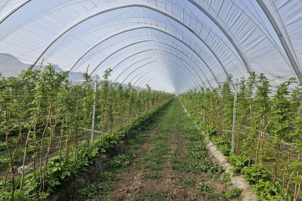 Польські фермери очікують рекордний урожай ягід: тунелі допомогли виробникам