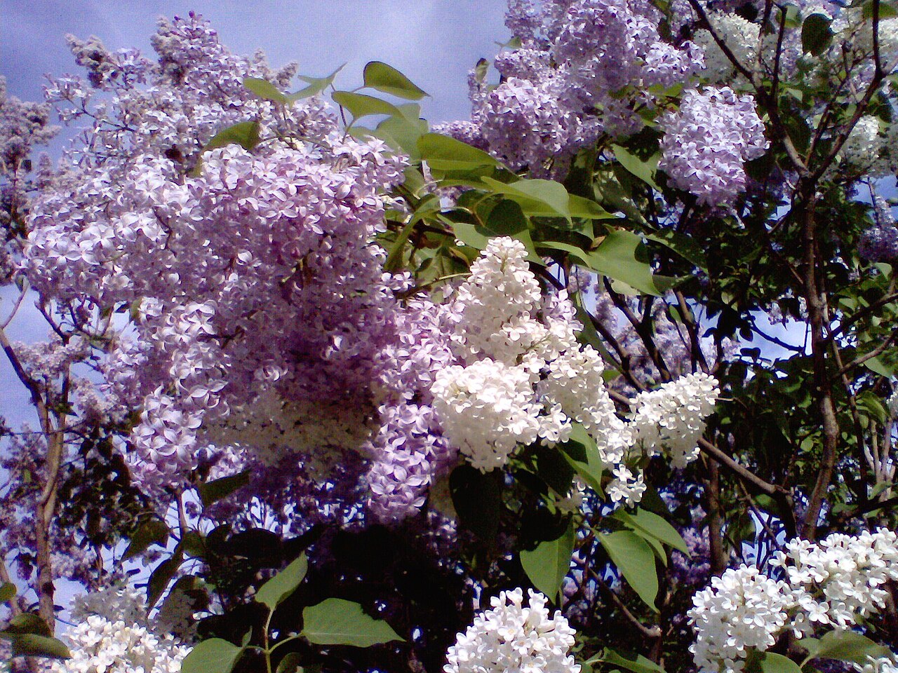 Поліцейські встановили чоловіка, який стріляв у дітей через бузок у …