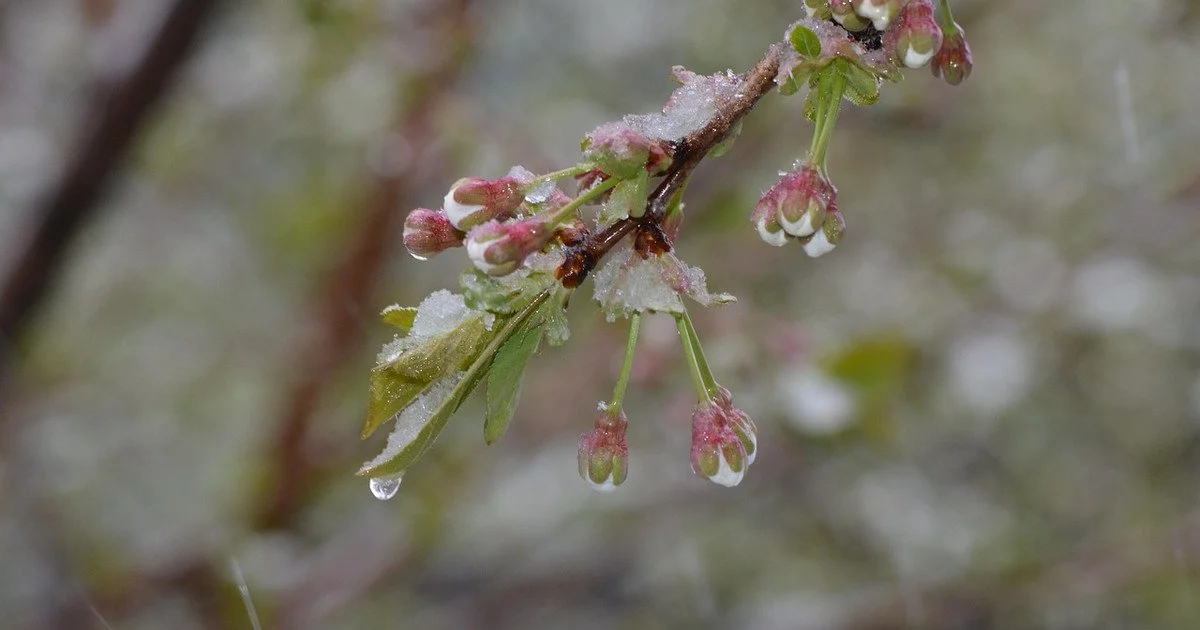 Помаранчевий рівень небезпеки: на Рівненщині очікуються морози до -3°C