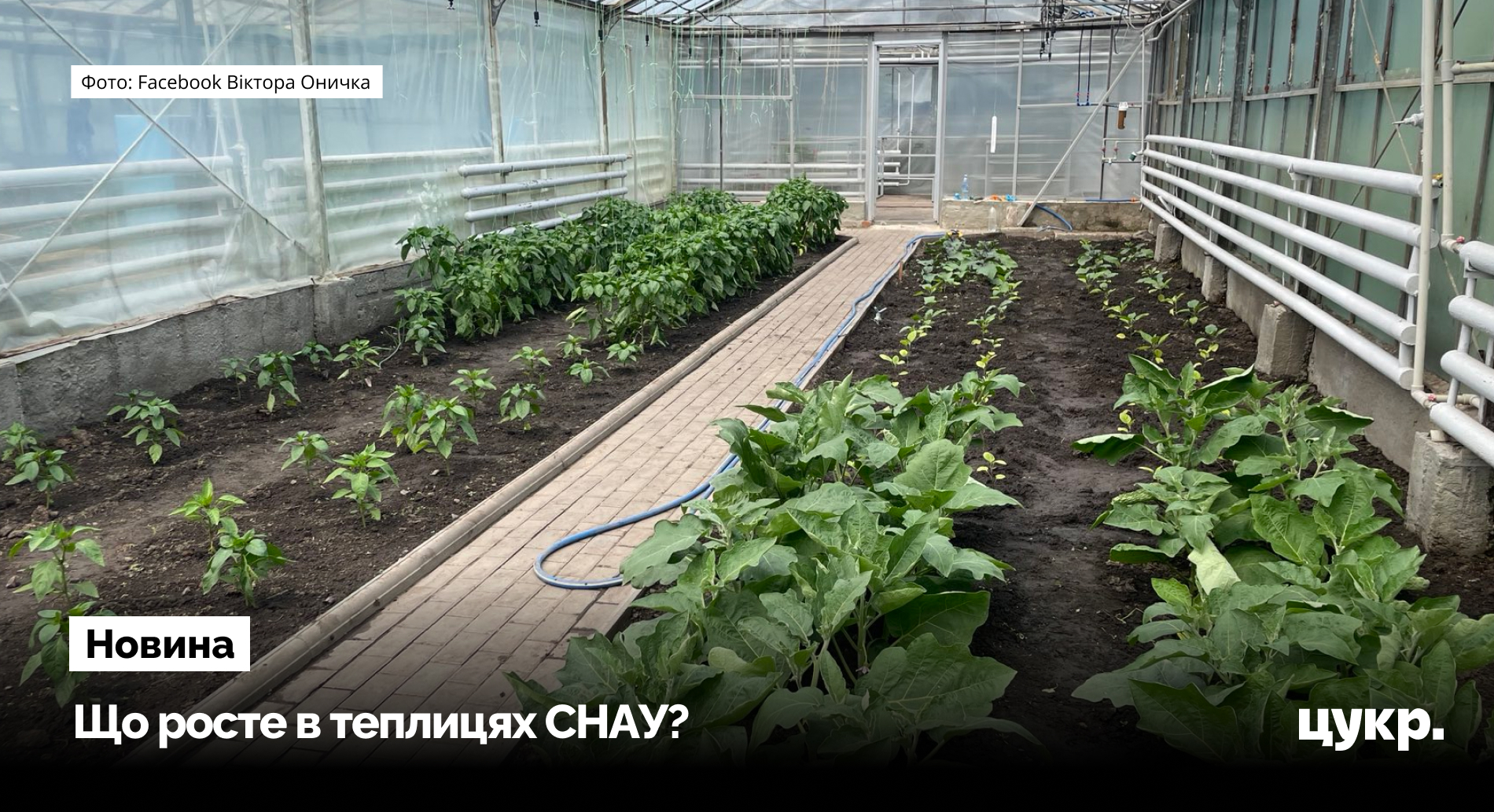 У теплицях університету Сум вирощують томати, баклажани й капусту
