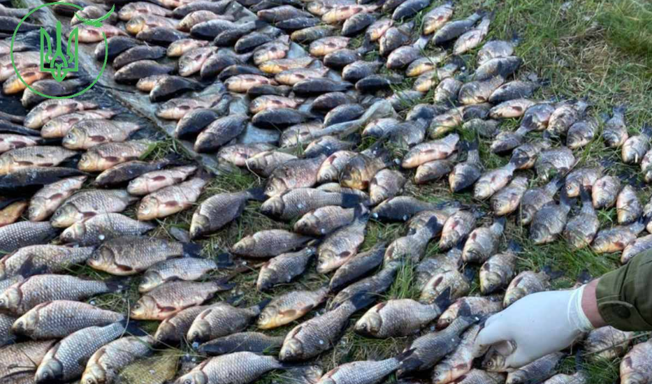 Понад 500 карасів виловили браконьєри на Черкащині — сума збитків …