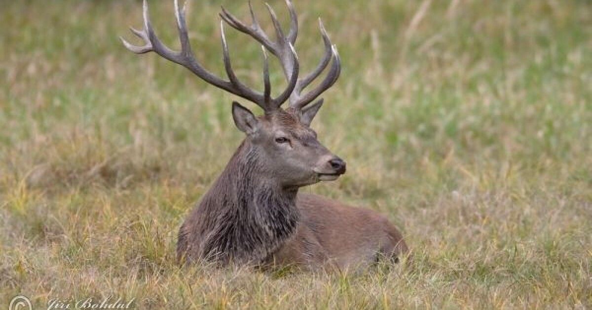 Популяція оленя благородного на Поліссі зросла на 14%