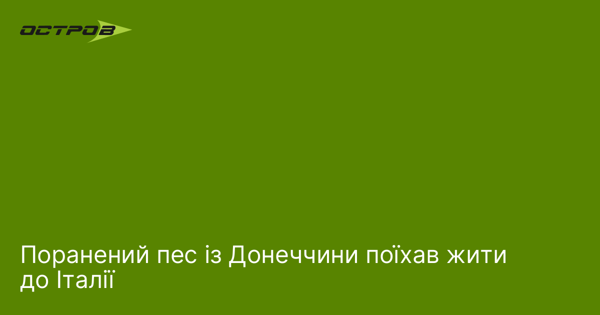 Поранений пес із Донеччини поїхав жити до Італії