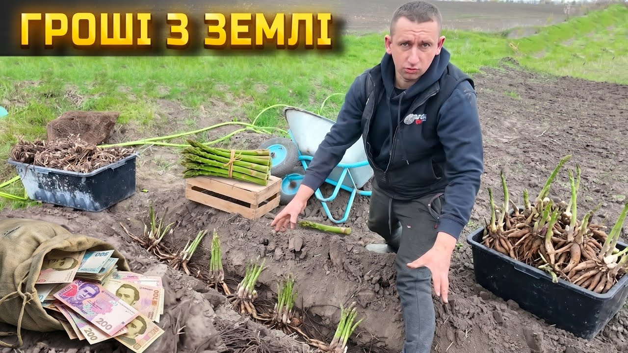 Посадили 2000 саджанців спаржі замість картоплі: як українські аграрії шукають …