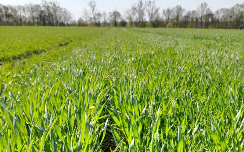 Хвиля похолодання спричинила стресові умови для сільгоспкультур на Львівщині й …