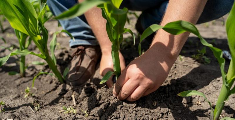 Посівна кукурудзи в Україні входить у критичну фазу погодних ризиків
